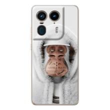 Чохли з Мавпами NFT для Motorola Edge 50 Ultra (AlphaPrint)