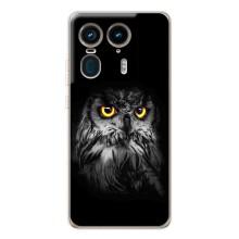 Чехлы с принтом СОВЫ для Motorola Edge 50 Ultra – Сова на чёрном