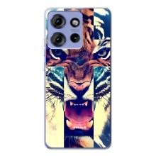 Чехлы с изображением разных животных для Motorola Edge 50 (Яркий Тигр)