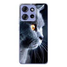 Чехлы с Котиками для Motorola Edge 50 (VPrint) (Серый Кот)