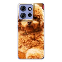 Чехлы с собаками для Motorola Edge 50 (VPrint) (Щенок Бишон)