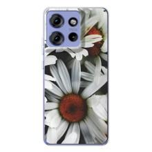 Чохол з ромашками на Motorola Edge 50 – Квіти Ромашки