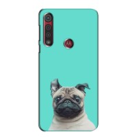 Бампер для Motorola G8 Play с картинкой "Песики" – Собака Мопс