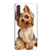 Чехол (ТПУ) Милые собачки для Motorola G8 Play – Собака Терьер