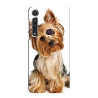 Чехол (ТПУ) Милые собачки для Motorola G8 Plus – Собака Терьер