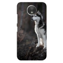 Чехол с Хаски для Motorola Moto C (XT1750) - (AlphaPrint) (Верный пес)
