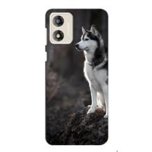 Чехол с Хаски для Motorola MOTO E13 - (AlphaPrint) (Верный пес)