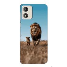 Чехол Король лев на Мото Е13 (Мусафа и Симба)