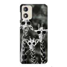 Силиконовый чехол с КАРТИНКАМИ лето для Motorola MOTO E13 (AlphaPrint) (Жирафы в очках)
