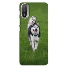Чохол з Хаскі Motorola Moto E20 - (AlphaPrint) (Радісний Хаскі)