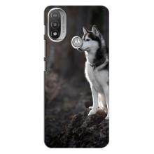 Чохол з Хаскі Motorola Moto E20 - (AlphaPrint) (Вірний собака)
