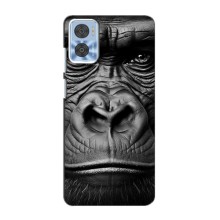Чехлы с Горилой на Мото Е22 – Черная обезьяна
