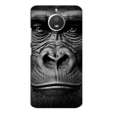 Чехлы с Горилой на Мото Е4 – Черная обезьяна