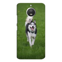 Чохол з Хаскі Motorola Moto E4 - (AlphaPrint) (Радісний Хаскі)