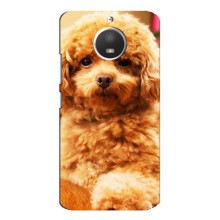Чохли з собаками для Motorola MOTO E4 (VPrint) (Цуценя Бішон)