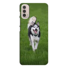 Чехол с Хаски для Motorola Moto E40 - (AlphaPrint) (Радостный Хаски)