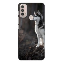 Чехол с Хаски для Motorola Moto E40 - (AlphaPrint) (Верный пес)