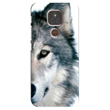 Чехлы с картинками животных Motorola MOTO E7 Plus (Волк)