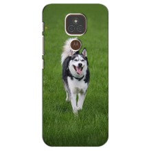 Чехол с Хаски для Motorola Moto E7 Plus - (AlphaPrint) (Радостный Хаски)