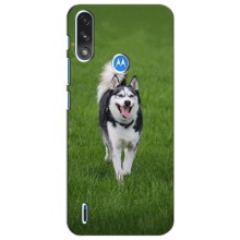 Чохол з Хаскі Motorola Moto E7i / E7 Power - (AlphaPrint) (Радісний Хаскі)