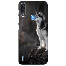 Чохол з Хаскі Motorola Moto E7i / E7 Power - (AlphaPrint) (Вірний собака)
