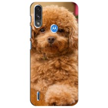 Чохли з собаками для Motorola Moto E7i / E7 Power (VPrint) (Цуценя Бішон)