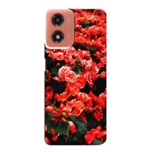 Чехлы с Цветами для Motorola MOTO G04 (VPrint) (Цветы красные)