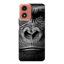 Чохли з Горилою на Моторола Мото джі 04 – Чорна мавпа