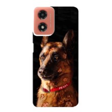Чехлы с картинками животных Motorola MOTO G04 (Овчарка)