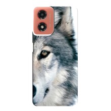 Чехлы с картинками животных Motorola MOTO G04 (Волк)
