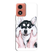 Чехол с Хаски для Motorola MOTO G04 - (AlphaPrint) (Хаски улыбака)