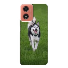 Чехол с Хаски для Motorola MOTO G04 - (AlphaPrint) (Радостный Хаски)