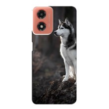 Чехол с Хаски для Motorola MOTO G04 - (AlphaPrint) (Верный пес)