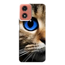 Чехлы с Котиками для Motorola MOTO G04 (VPrint) (Глаз кота)