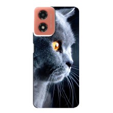 Чехлы с Котиками для Motorola MOTO G04 (VPrint) (Серый Кот)