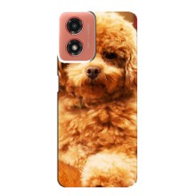 Чехлы с собаками для Motorola MOTO G04 (VPrint) (Щенок Бишон)