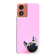 Чехлы с собаками для Motorola MOTO G04 (VPrint) (Смешная собака)