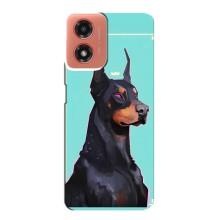 Чехол ДОБЕРМАН для Motorola MOTO G04 – Король доберман
