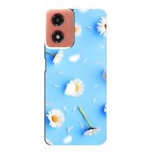 Чехол с Цветами для Motorola MOTO G04 (ромашки на голубом)