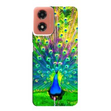 Чехол с птицами на Motorola MOTO G04 (VPrint) (Яркий Павлин)