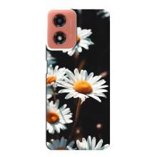 Чехол с ромашками на Motorola MOTO G04 – Белые ромашки