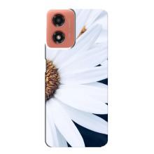 Чехол с ромашками на Motorola MOTO G04 – Пол ромашки