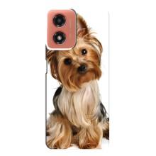 Чехол (ТПУ) Милые собачки для Motorola MOTO G04 (Собака Терьер)