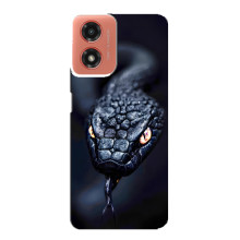 Чехол с картинкой «Хищники» для Motorola MOTO G04 – Змея