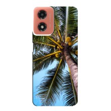Силиконовый чехол с КАРТИНКАМИ лето для Motorola MOTO G04 (AlphaPrint) (Пальма)