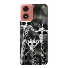 Силиконовый чехол с КАРТИНКАМИ лето для Motorola MOTO G04 (AlphaPrint) (Жирафы в очках)