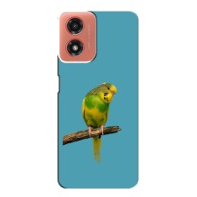 Силиконовый чехол с птичкой на Motorola MOTO G04 (Попугайчик)