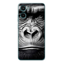 Чехлы с Горилой на Моротола Мо́то Г06 – Черная обезьяна