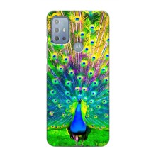Чехол с птицами на Motorola MOTO G10 (VPrint) (Яркий Павлин)
