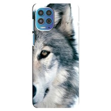 Чохли з картинкою животних Motorola MOTO G100 (Вовк)